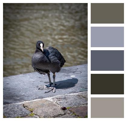 Eurasian Coot Coot Bird Image